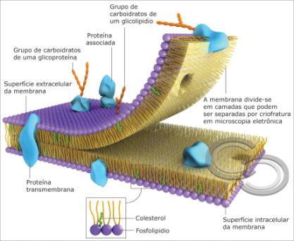 célula.