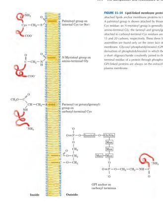 Interação Proteínas