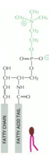 Fosfatidilcolina 4