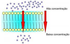 concentração Membranas Biológicas