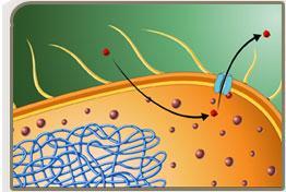 Bactéria Resistente: Proteínas Trasnportadores de Membrana Transportadores: Proteínas que