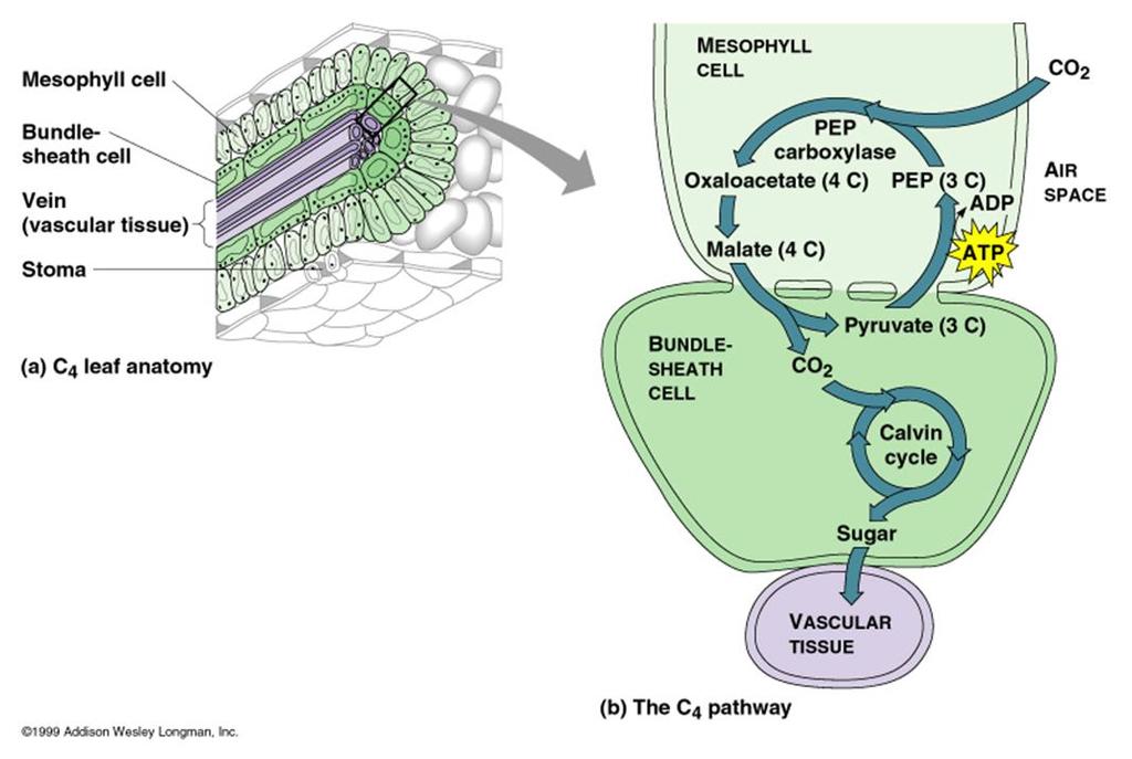 Plantas C4 Cél. do mesófilo Cél.