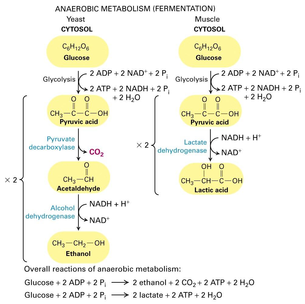 Metabolismo anaeróbico