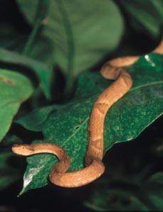 000 No Brasil: 465 Conhecidas no estado de São Paulo: 186 B Bothrops insularis (Viperidae - jararacas) que tradicionalmente chamamos de répteis consiste de um grupo parafilético que inclui os