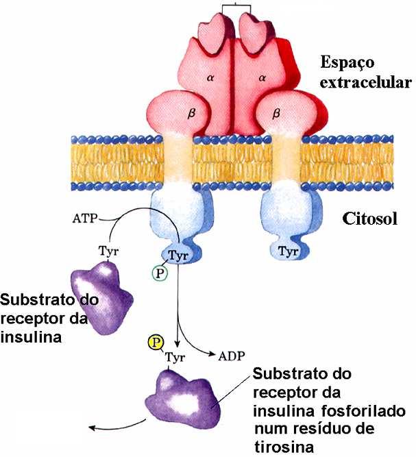 hormona/neurotransmissor ao recetor que tem atividade enzimática.