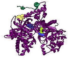 de síntese de uma determinada enzima (v1) é maior que a velocidade com que se degrada