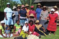 trigo adquiridos a agricultores do Basotho. Esta unidade oferece empregos a trabalhadores locais e uma rede que reúne os agricultores à escala nacional.