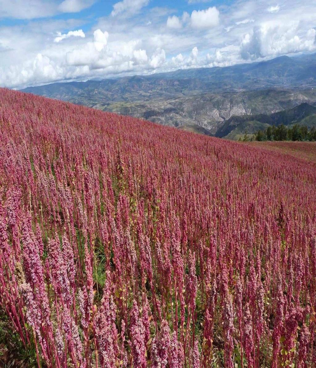 Quinoa [ChenopodiumquinoaWilld.