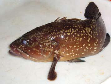 amblycephalus), panther grouper (Cromileptes altivelis), estuarine grouper (E. salmoides), green grouper (E. tauvina), yellow grouper (E. awaara), tiger grouper (E.