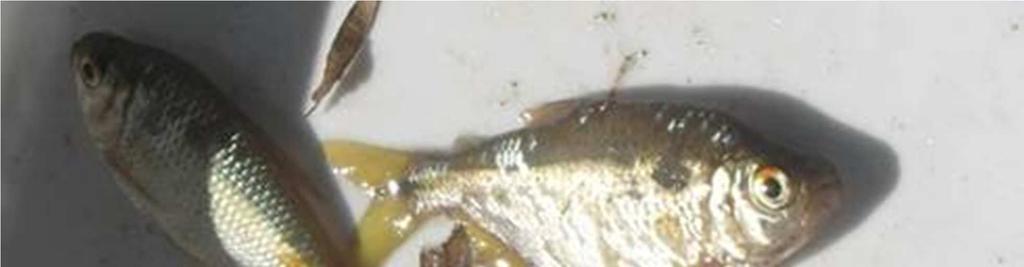 Figura 4. Lambari do rabo amarelo (Astyanax jacuhiensis). Fotos: Fepagro Aquicultura e Pesca. 2.