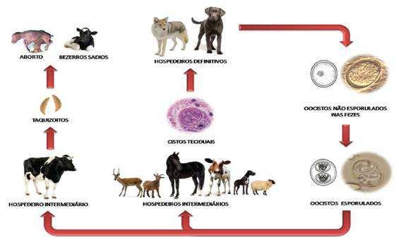 O ciclo evolutivo do N.