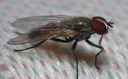 Esta é conhecida como a mosca do berne, um dos ectoparasitos mais importantes dos animais domésticos e silvestres, incluindo os seres humanos.