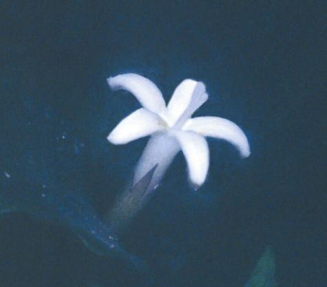 Hercogamia: Separação de partes reprodutivas Heterostilia: 2 ou 3 tipos de flores em sua maioria com