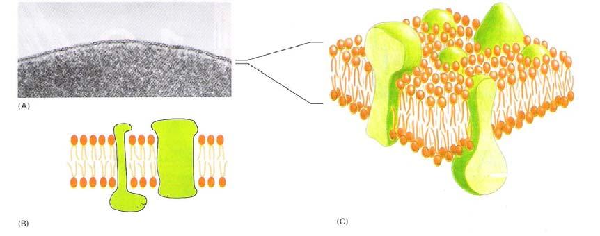35 Figura 3.2 Três visões de uma membrana celular. (A) Uma micrografia eletrônica da membrana plasmática de uma célula vermelha do sangue vista numa seção transversal (B e C).