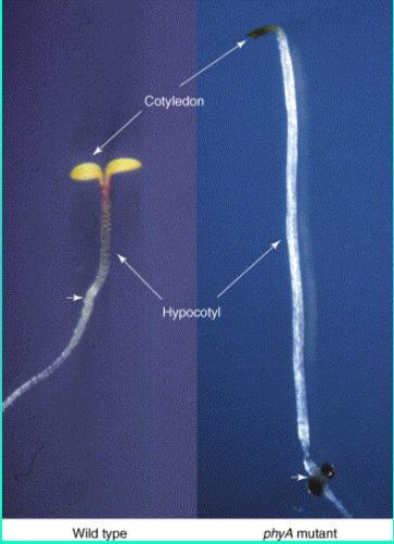 Alguns processos mediados pelos fitocromos Germinação de sementes; Alongamento do caule, expansão do cotilédone e de folhas, síntese de