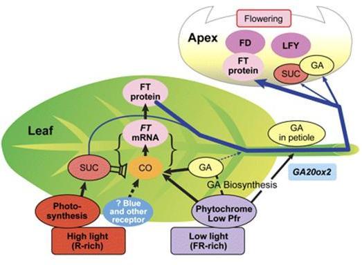 Como os fotoreceptores afetam o florescimento?
