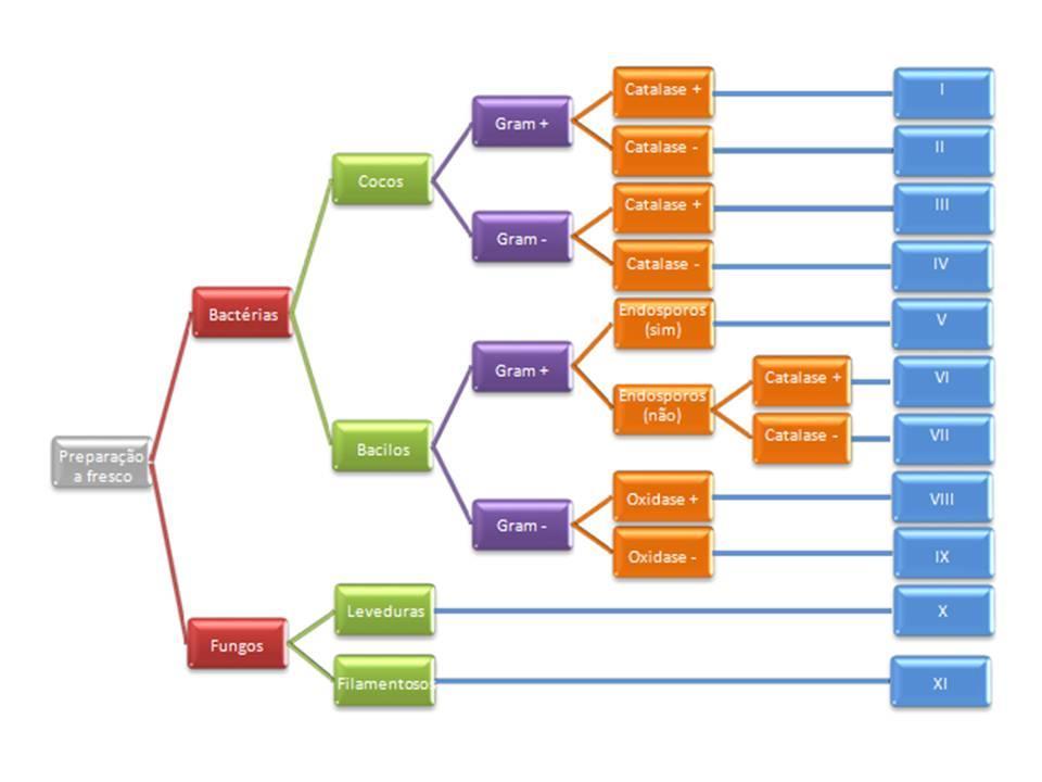 Esquema 1: Tipificação