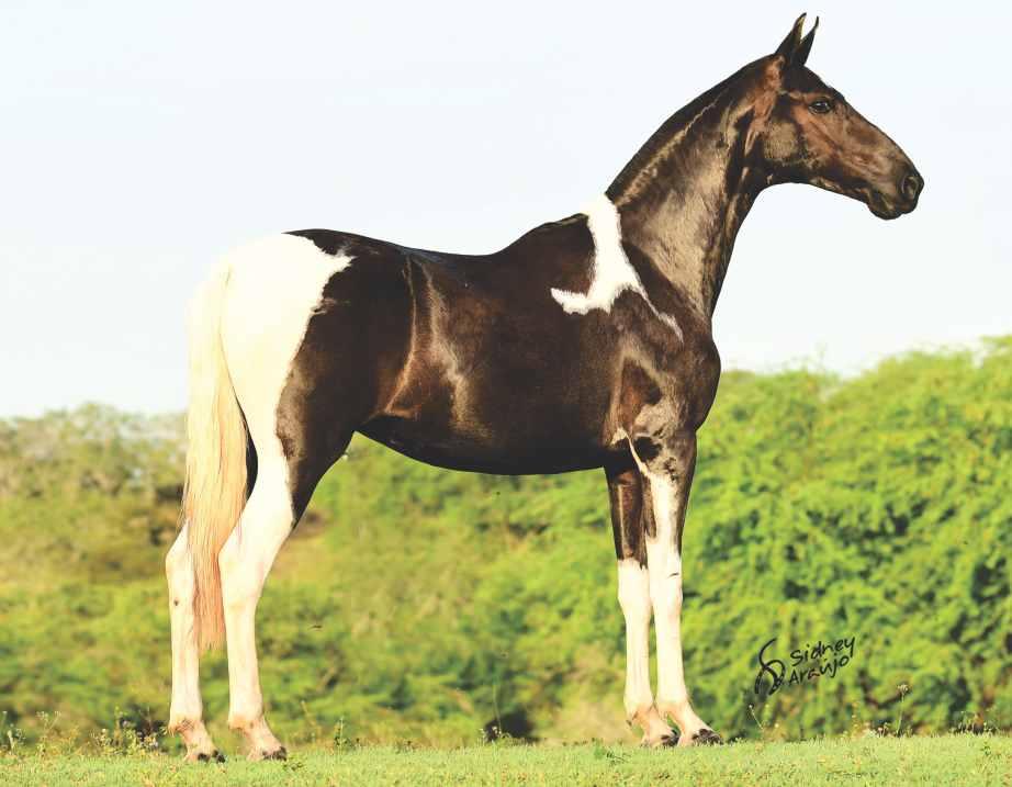 12 ESSA É A CANÇÃO... DAS MAIS LINDAS JÁ PRODUZIDAS!! VERDADEIRO COLÍRIO PARA OS OLHOS DOS AMANTES DO MANGALARGA MARCHADOR E DO PAMPA!