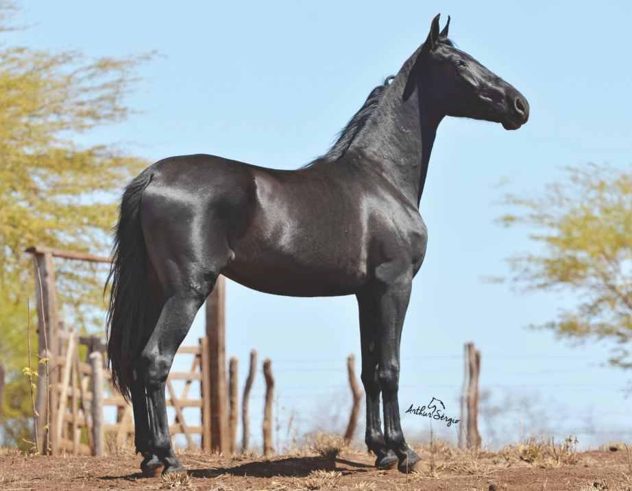 17 LINDO POTRO NEGRO DE EXCELENTE GENÉTICA QUE O HARAS SANTÍSSIMA TRINDADE DISPONIBILIZA PARA O LEILÃO TOP BAHIA.