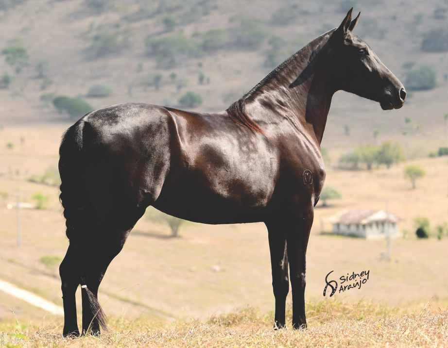 18 SEM DÚVIDAS UMA DOS PONTOS ALTOS DESTE LEILÃO. SIMPLESMENTE UMA DAS ÉGUAS FAVORITAS DO HARAS SÃO JORGE, RESERVA ABSOLUTA DO SEU PLANTEL E UM FENÔMENO DE ÉGUA.