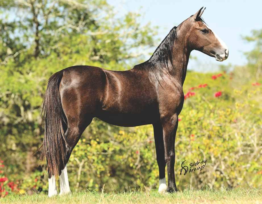 25 B POTRO MUITO ESTRUTURADO, DE EXCELENTE ANDAMENTO DE MARCHA PICADA E GRANDE BELEZA. DESTACA- SE PELA QUALIDADE DE SUA OSSATURA E COBERTURA MUSCULAR.