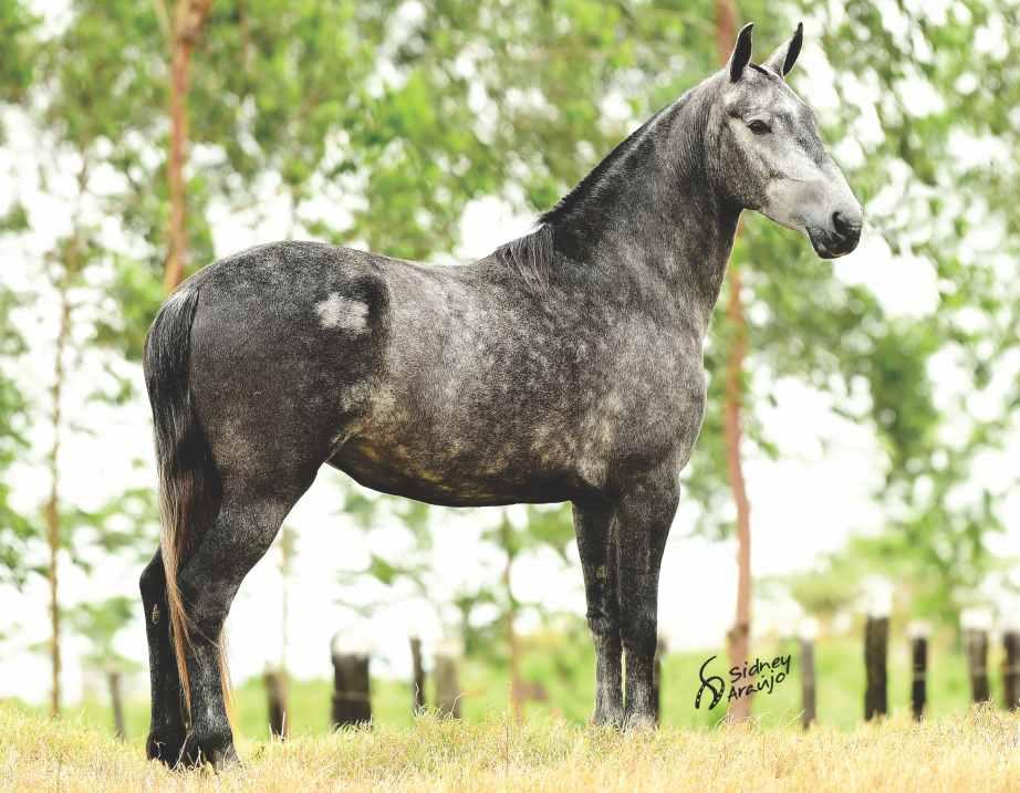 32 POTRA DE 3 ANOS, PRENHA DE HÉRCULES DA ESCADINHA, ESTE, PAI DE GLÓRIA DA BAIXA GRANDE, FILHA DA GAMBOA DA ESCADINHA, VENDIDA NESSE MESMO LEILÃO EM 2014 PRENHA DELE, QUE FOI RESERVADA CAMPEÃ POTRA