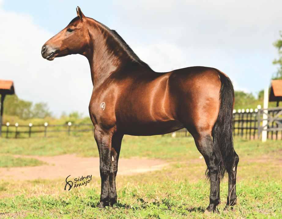 01 COBERTURA CAVALO PREMIADÍSSIMO EM PISTA, ESTE UNE MARCHA E MORFOLOGIA.