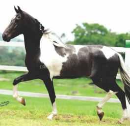 PELAGEM ZAINE MARCHADEIRA QUE TRARÁ MUITAS FELICIDADES PARA QUEM ADQUIRI-LA. ANIMAL FORTE NA MARCHA PICADA.