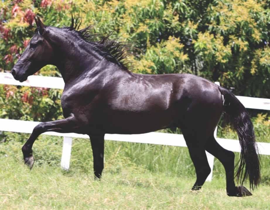 02 COBERTURA BI-RESERVADO CAMPEÃO BRASILEIRO DE MARCHA!! 2017 E 2017! MAIS DE 50 TÍTULOS REGIONAIS!! MELHOR FILHO DE LAMPEÃO HO!