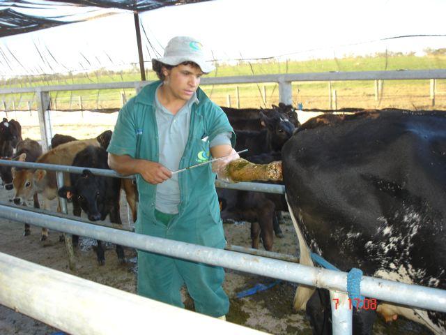 muita observação) e 100% das vacas