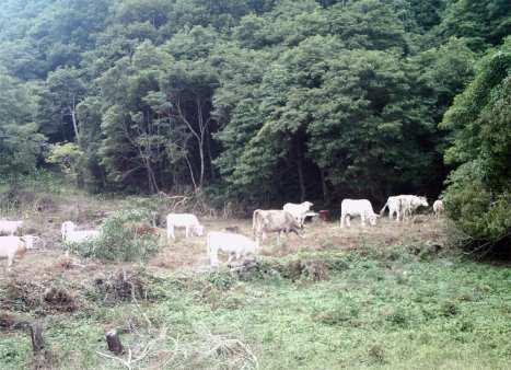 degradação de habitat Perda