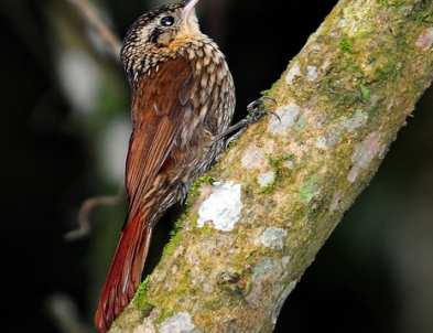 habita Chiroxiphia caudata Xiphorhynchus fuscus