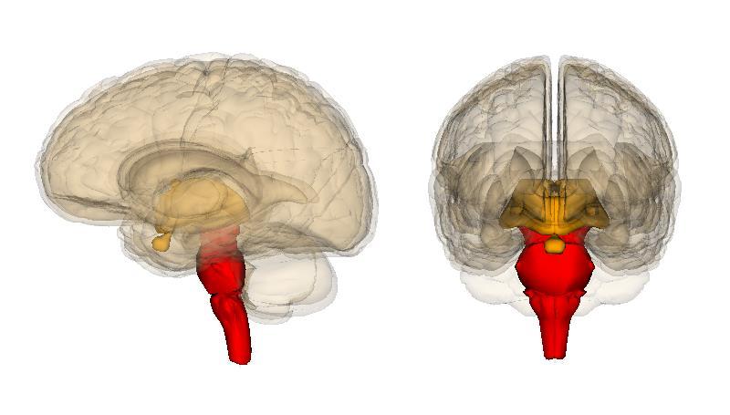 O tronco encefálico No tronco encefálico, existem centros de controle que regulam os estados de