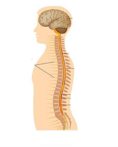 A medula espinhal A medula espinhal tem a forma de