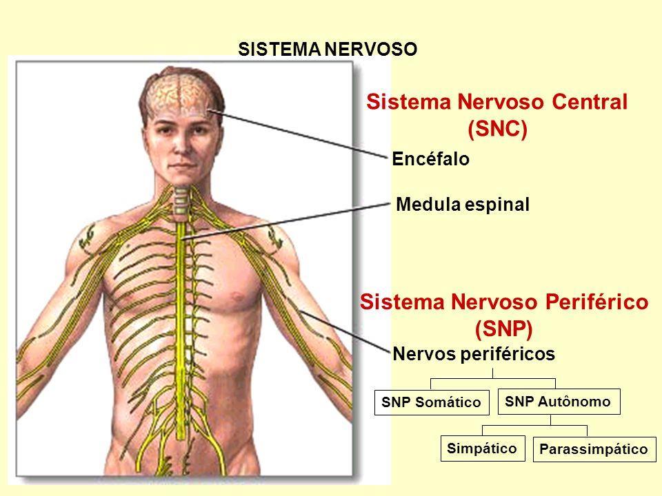 O sistema nervoso periférico É constituído pelos nervos, que funcionam como