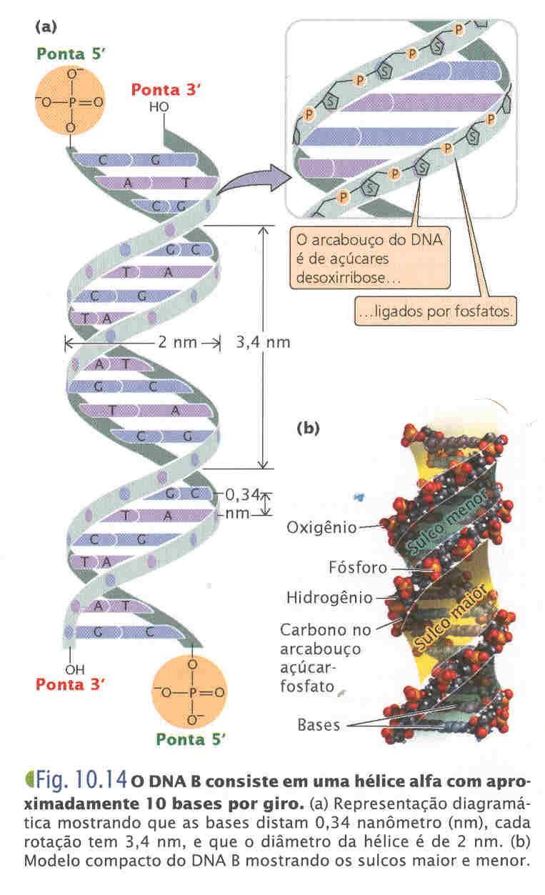 b) Estrutura