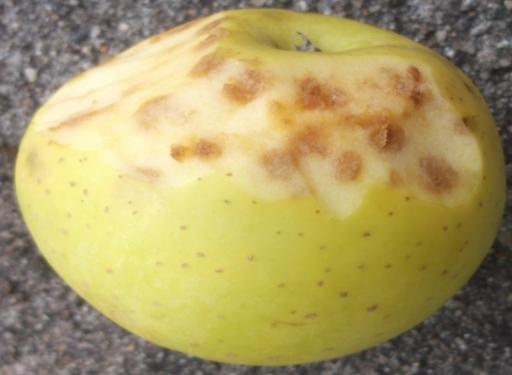 Frequente em algumas variedades de macieira, o bitter pit pode afetar também as peras e os marmelos, embora seja menos vulgar.