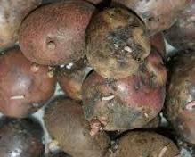 Se observar batatas suspeitas durante o período de colheita e de armazenamento, separe-as e faça-as chegar aos nossos serviços.