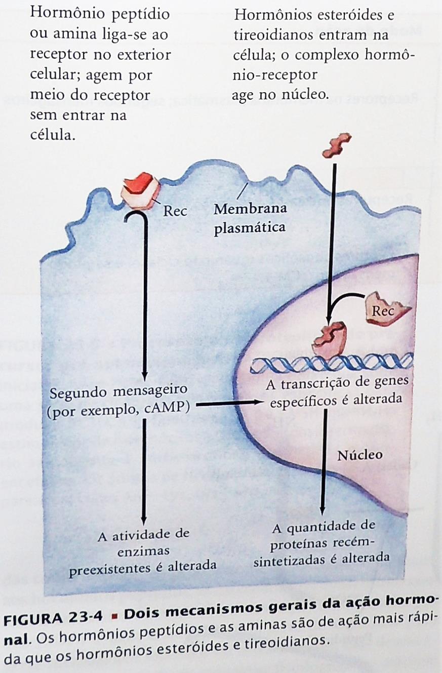 Os diferentes tempos de resposta de um