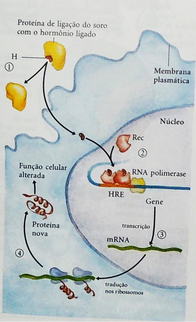 Ex: Hormônios esteroides Insolúveis em água Liga-se a uma proteína Ultrapassa a membrana plasmática Encontra receptor específico no núcleo da célula Forma o complexo hormônio-receptor interage com o