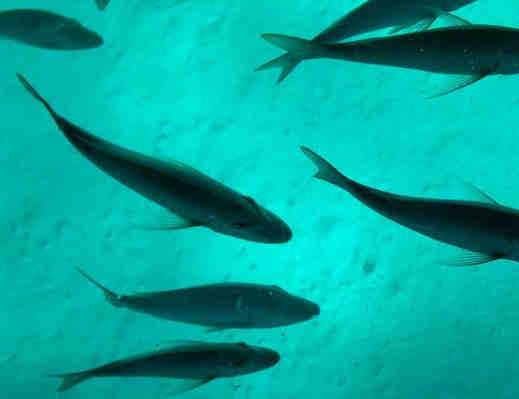 Fatores que influenciam nos estoques e no rendimento da pesca Fatores externos ao manejo Naturais Antrópicos