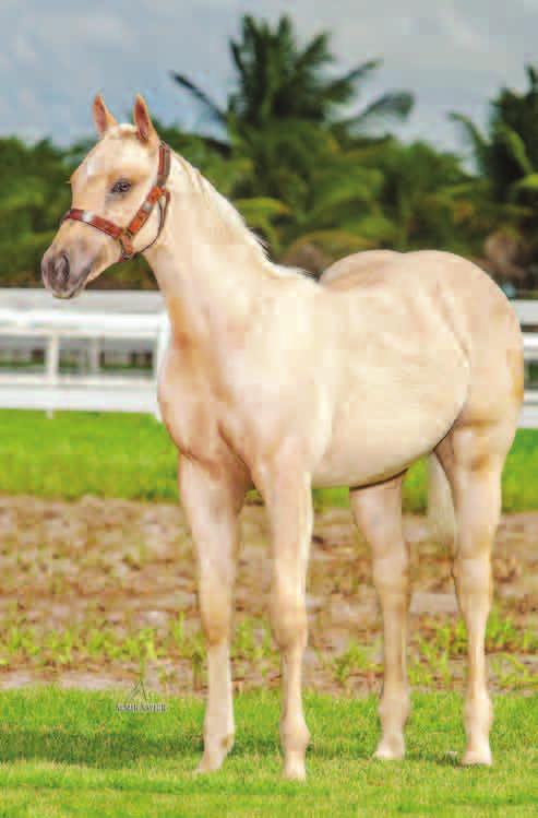 Lote 17 SHADY TOP ETERNAL RD Macho Baio Amarilho 15/03/14 SHADY TOP ROJO RD EBB ETERNALY ETERNAL SHADY SLN TEQUILA TOP ROJO BEAVER ETERNALY MV HOLIDAY CHICK HC EBB TIDE BAR PRINCIPE ROJO LADY TOP BID