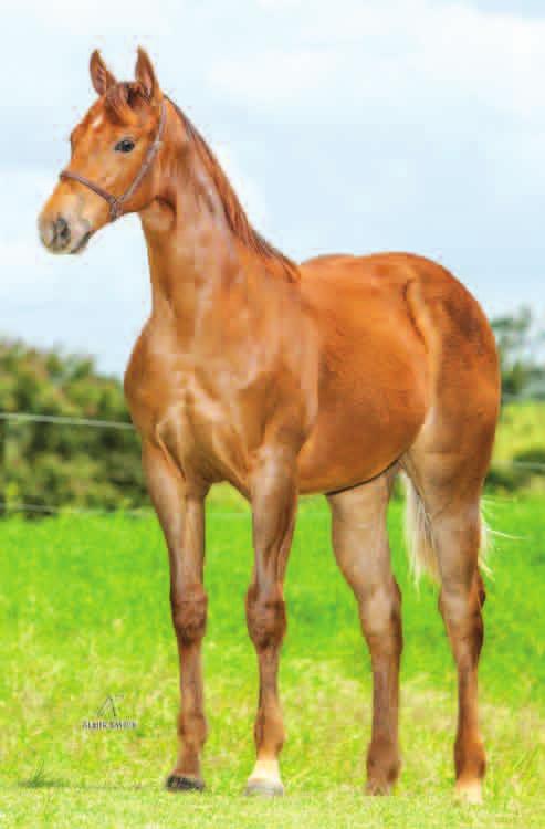 Lote 25 LINDA EL ROJO HAS Fêmea Alazão 31/12/13 Vendedor: HARAS ALTO DA SERRA GJ REY ROJO JR MISS OSHARA JAV THUNDER CHIEF DOC BARS JR EL SHADY ZORRERO TEE J LADY OSHARA PRINCIPE ROJO LADY TOP BID