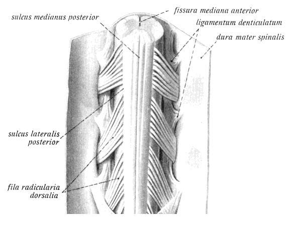 ESPINAL  POSTERIOR