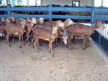 A expectativa é que esses couros revelem alta qualidade intrínseca, visto que o couro dos ovinos deslanados é superior aos dos ovinos de lã e extrinsecamente não apresentam defeitos.