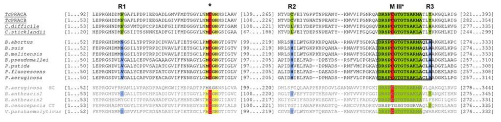 33 essenciais para a identificação de potenciais enzimas PRAC (Chamond et al., 2003; Goytia et al.