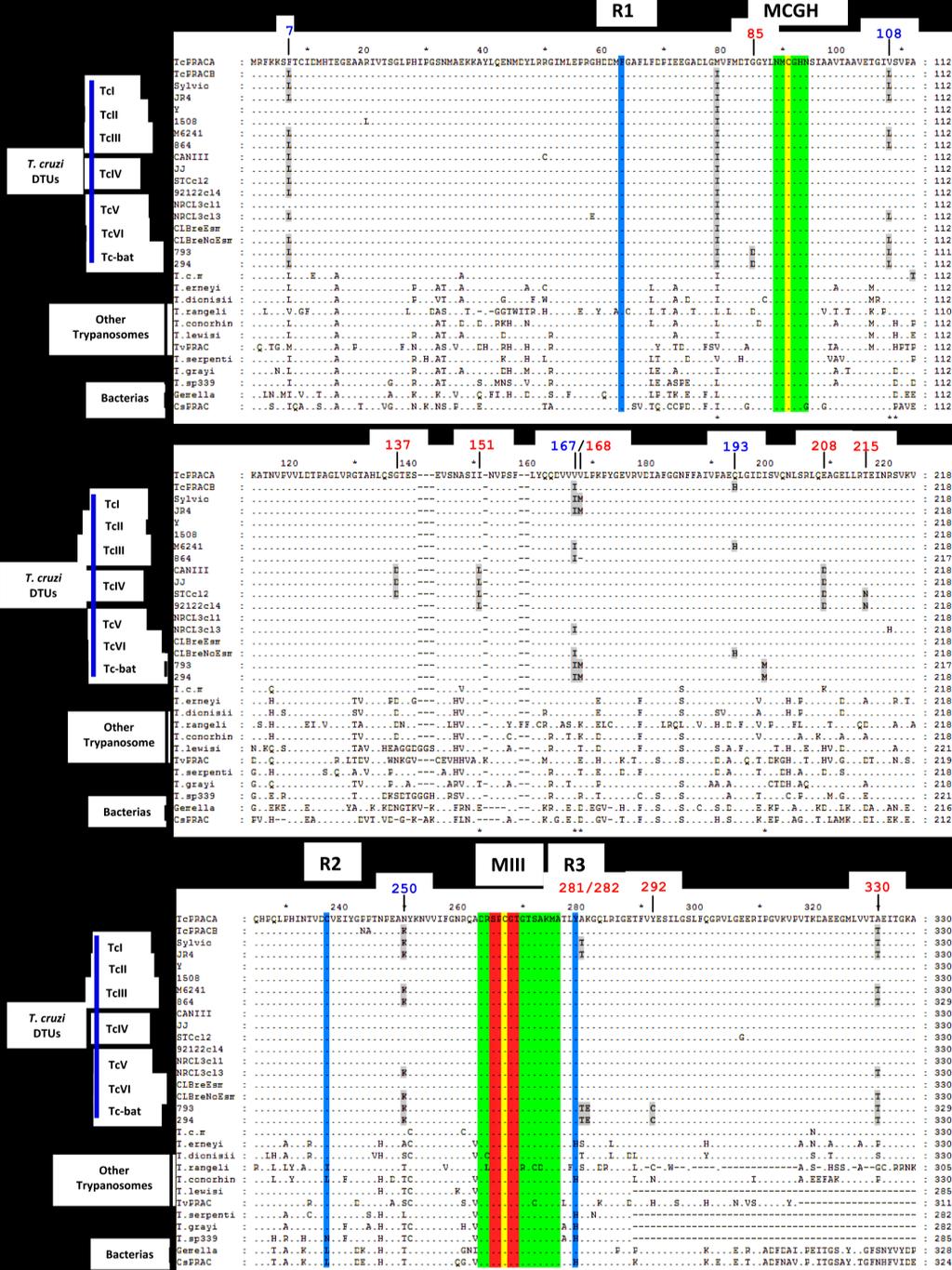 Figure 1: Amino acid alignment of proline racemase (PRAC) homologs from species of genus Trypanosoma: T. cruzi (DTUs TcI-TcVI and Tcbat), T. cruzi marinkellei (T. c. m), T. erneyi, T. dionisii, T.