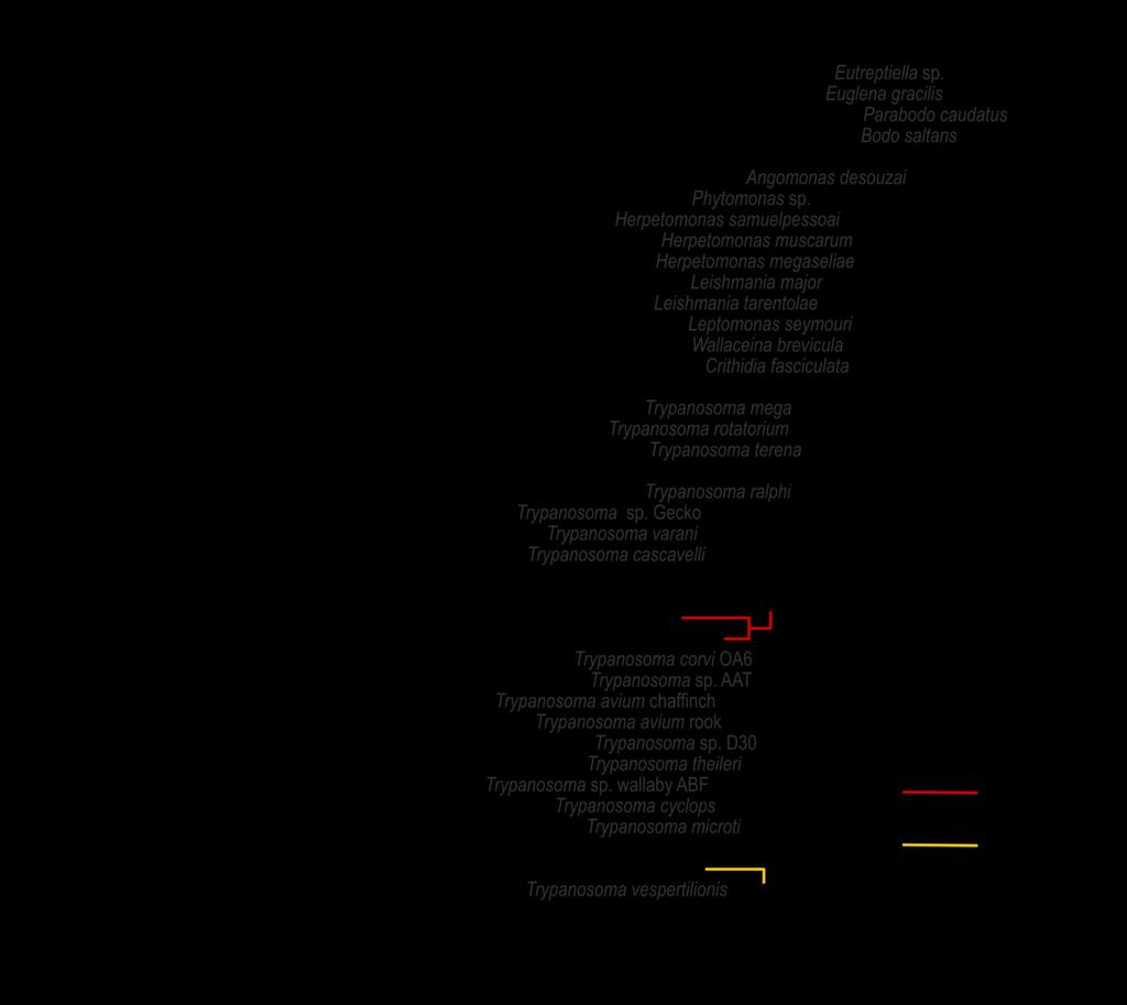 Figure 2. Congruent phylogenies (Maximum likelihood analyses) of trypanosome species inferred using nucleotide sequences from entire PRAC and ggapdh genes.