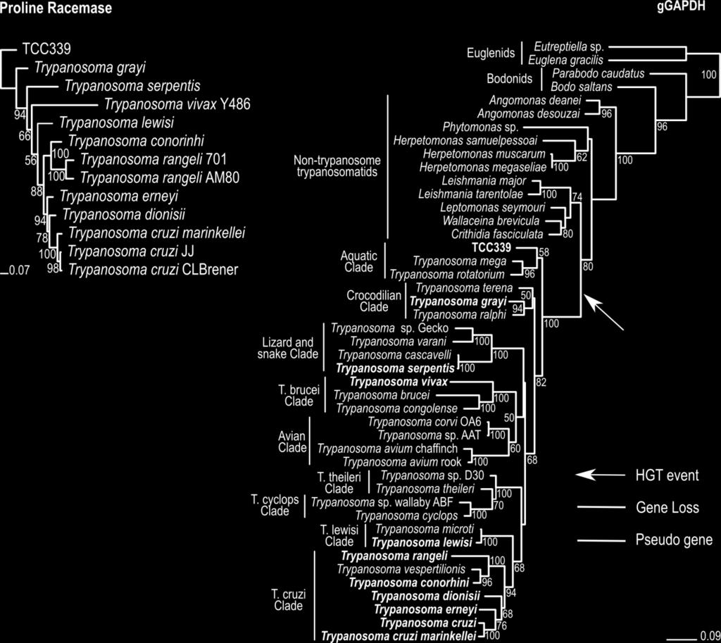 The arrow on the ggapdhderived tree indicates the place hypothesized for the horizontal transference of bacterial PRAC gene to a common ancestor of Trypanosoma.