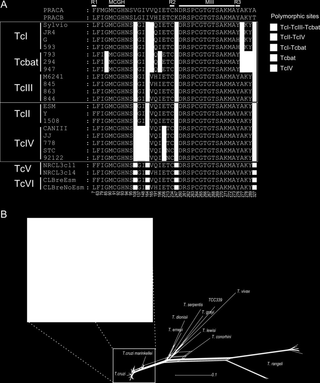 TcPRACA and TcPRACB = major isoforms of T. cruzi (B). Network genealogy of TcPRAC amino-acid sequences from T.